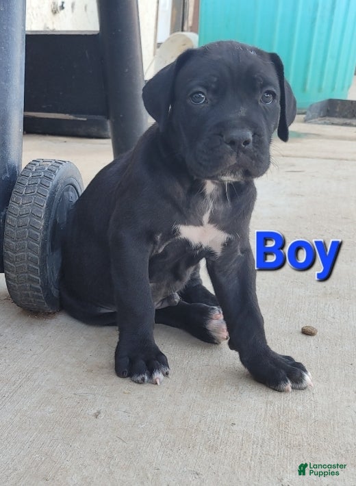 Cane Corso dogs Apollo - Ad 1