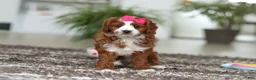 Cavapoo dogs for sale: Angela - Ad 4