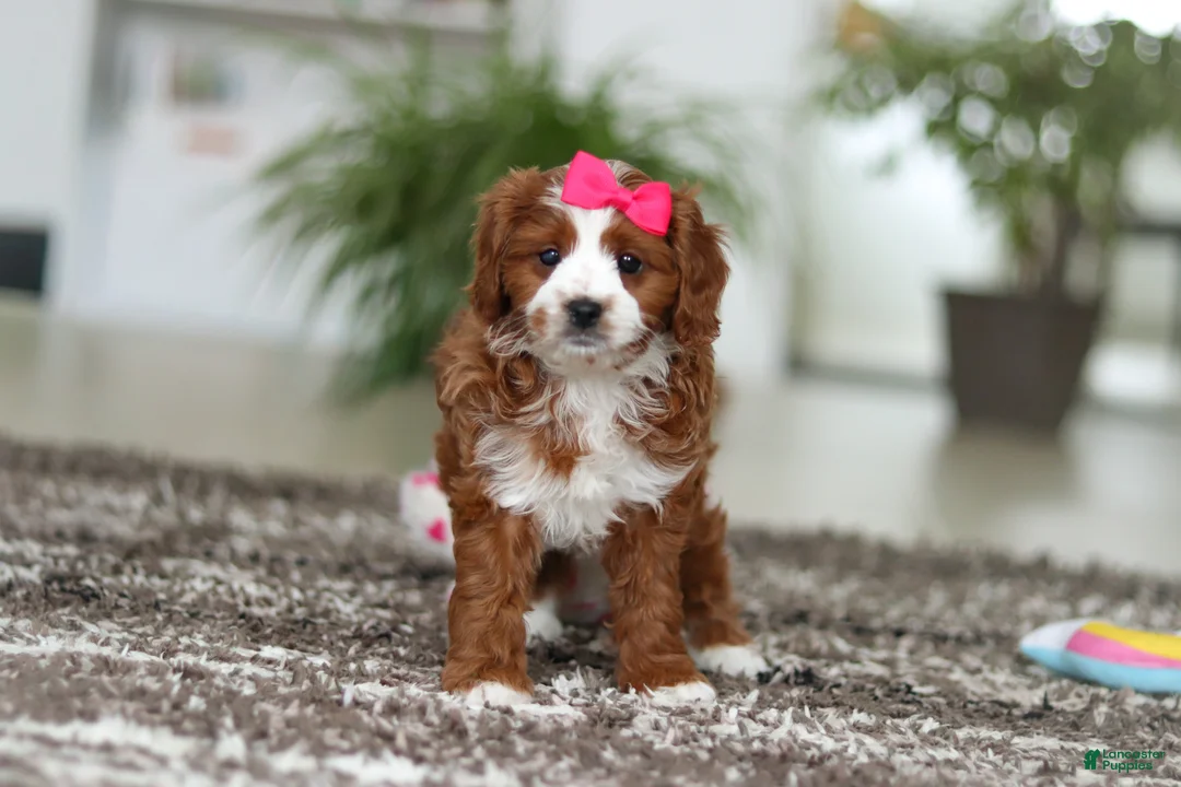 Cavapoo dogs for sale: Angela - Ad 4
