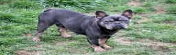 French Bulldog dogs for sale: French Bulldog Puppy 1 - Ad 8