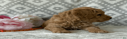 Goldendoodle dogs for sale: Poppy - Ad 3