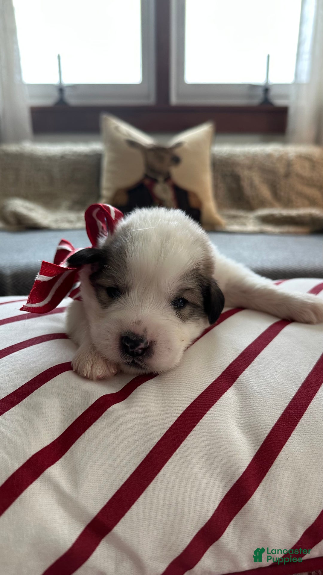 Great Pyrenees dogs for sale: Royal Blue - Ad 1