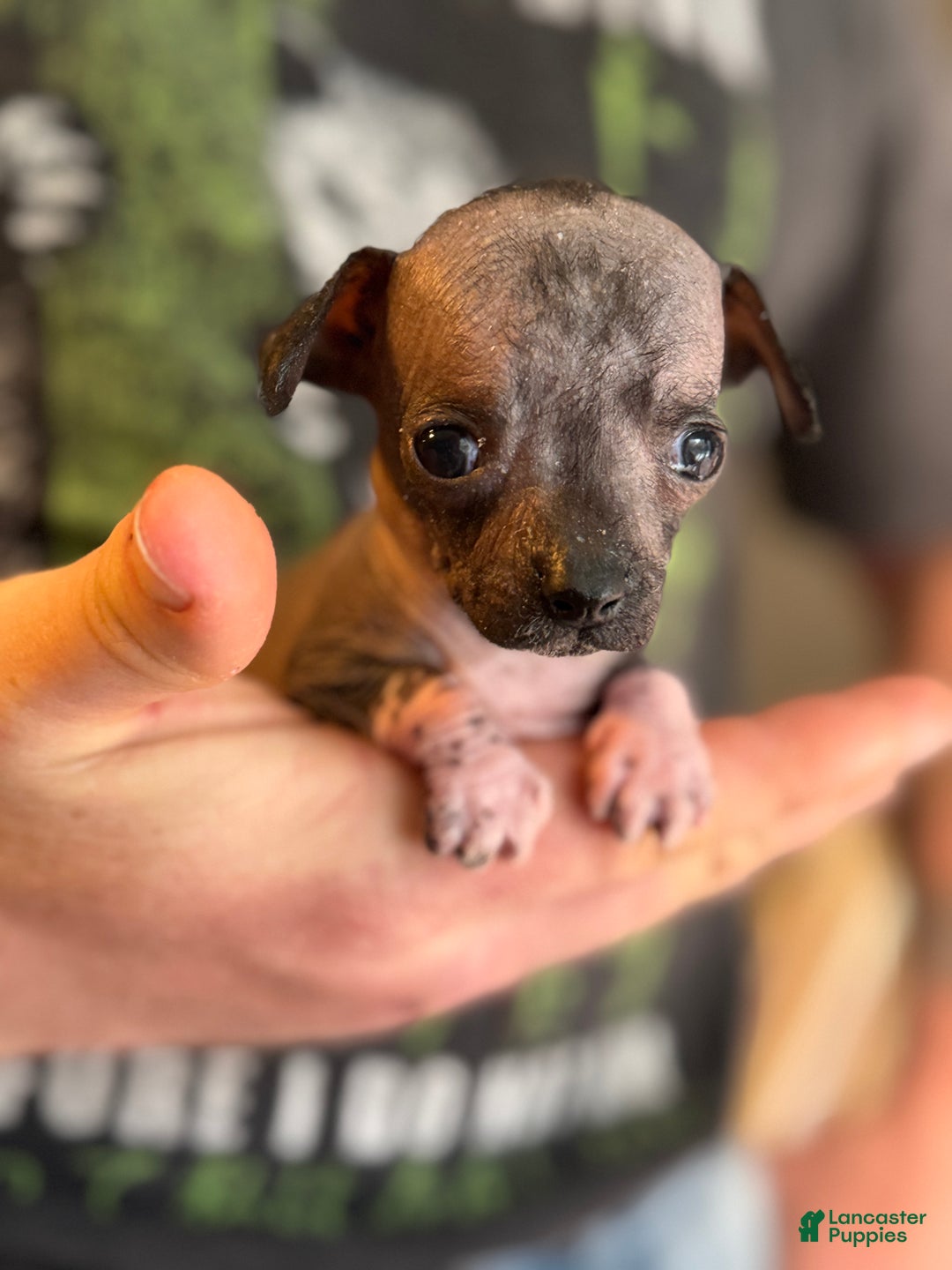 Mixed Breed dogs for sale: Bravo - Ad 2