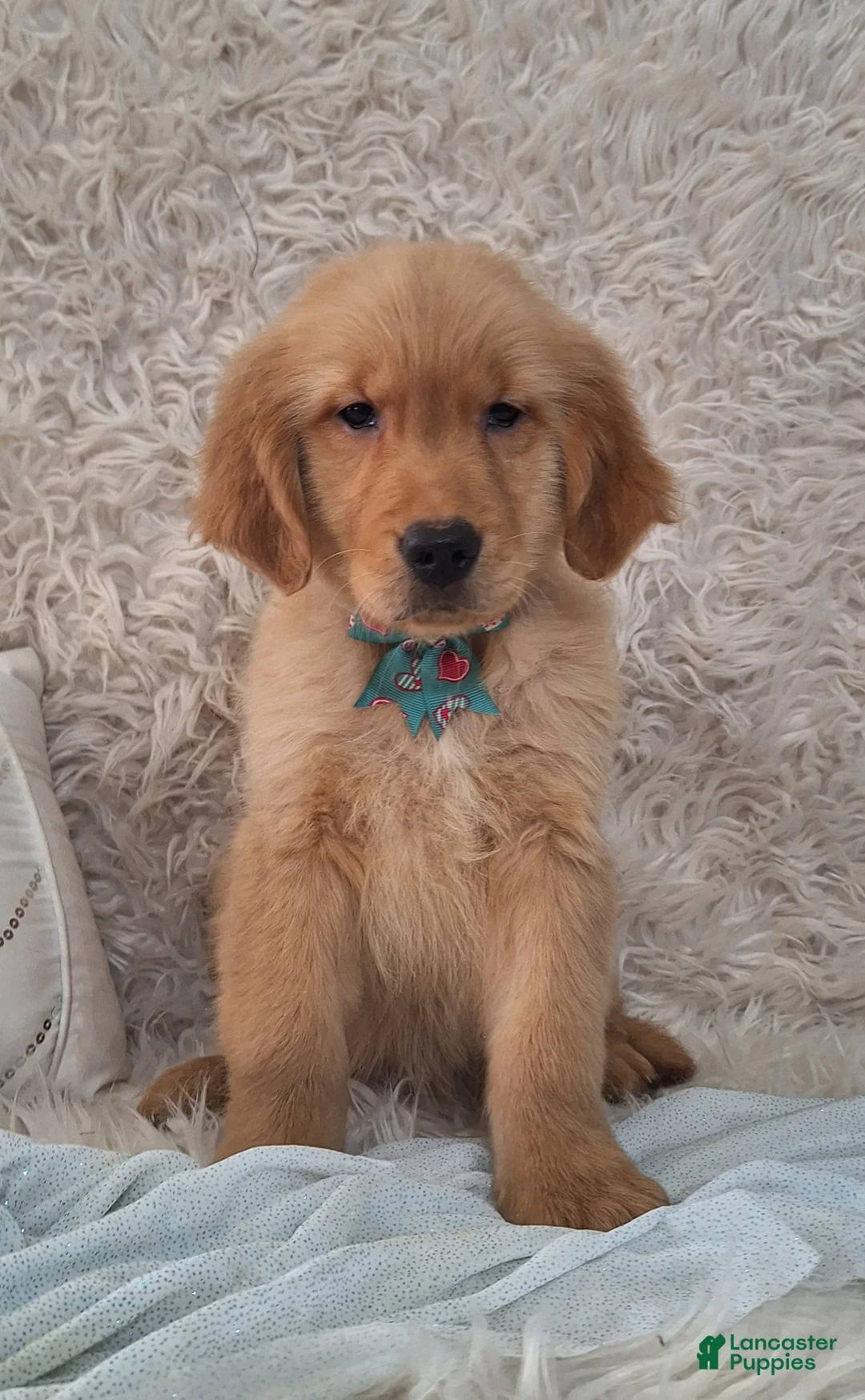 Golden Retriever dogs for sale: Phoenix - Ad 1