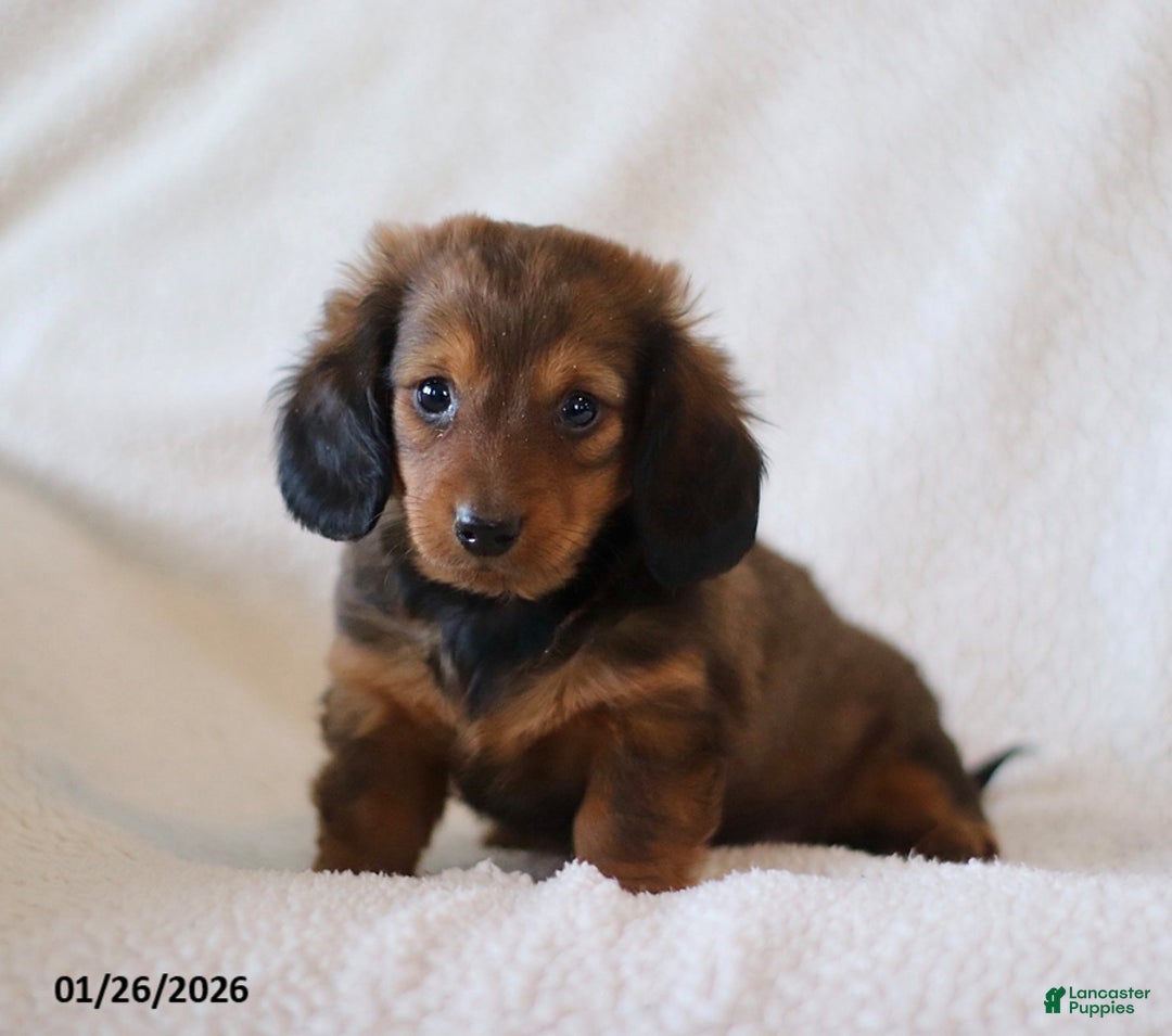 Miniature Dachshund dogs for sale: Whisper - Ad 4