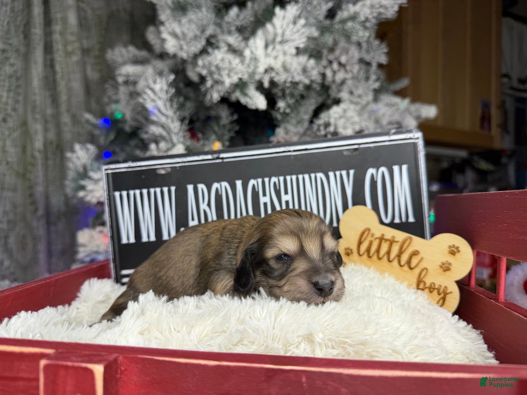 Miniature Dachshund dogs for sale: Eng cream - Ad 2