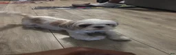 Malshi dogs for sale: Lella - Ad 2