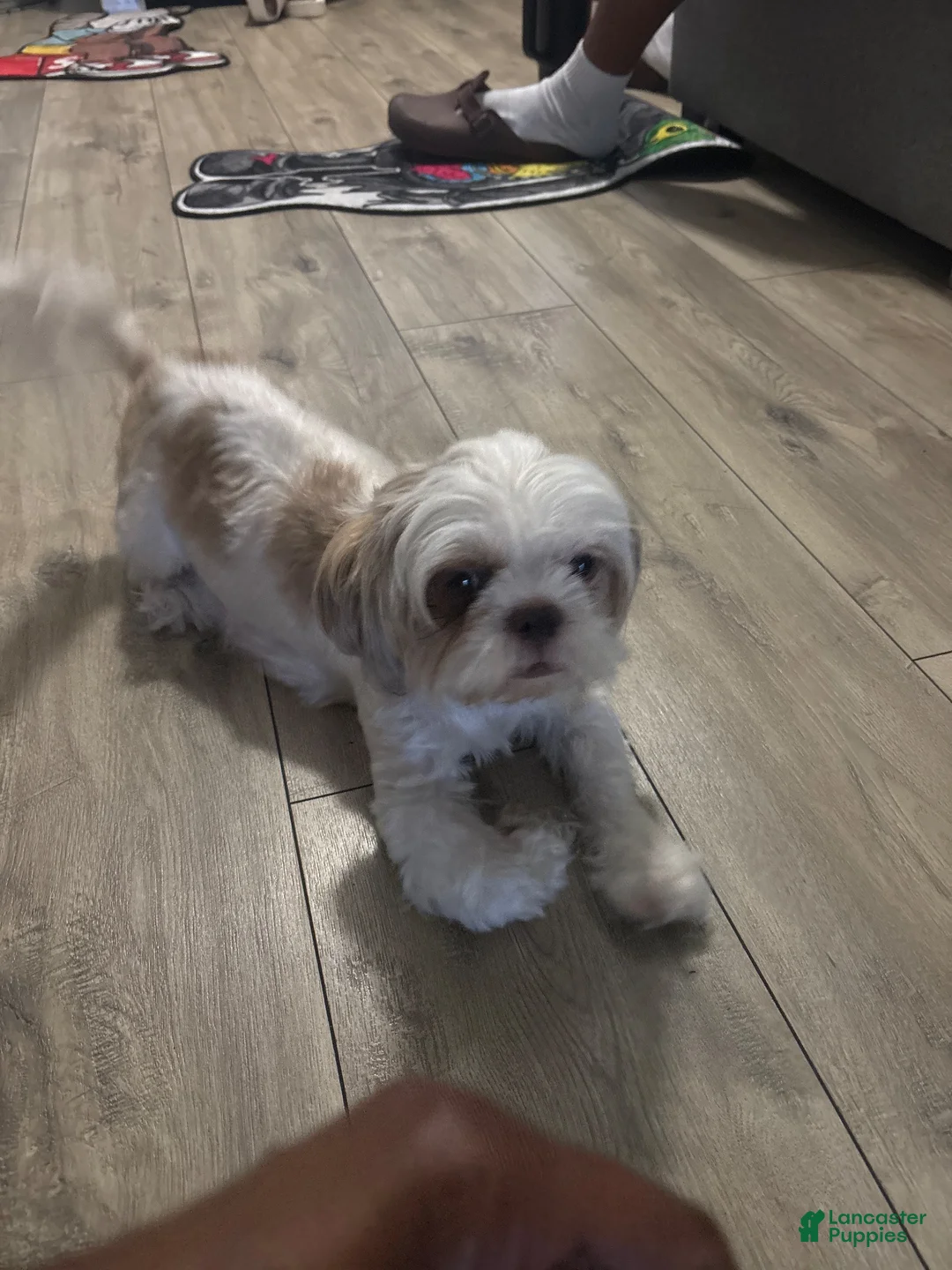 Malshi dogs for sale: Lella - Ad 2