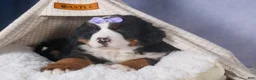 Bernese Mountain Dog dogs for sale: HONEY - Ad 4