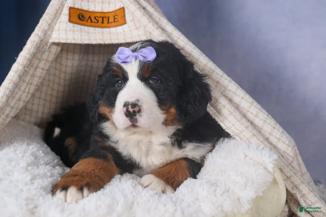 Bernese Mountain Dog dogs for sale: HONEY - Ad 4