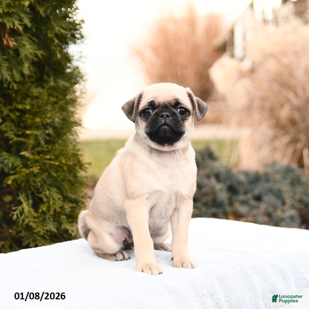 Mixed Breed dogs for sale: Melissa - Ad 2