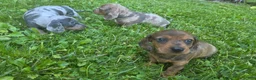 Miniature Dachshund dogs for sale: Julie - Ad 6