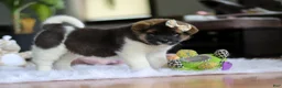 Akita dogs for sale: Jewel - Ad 4