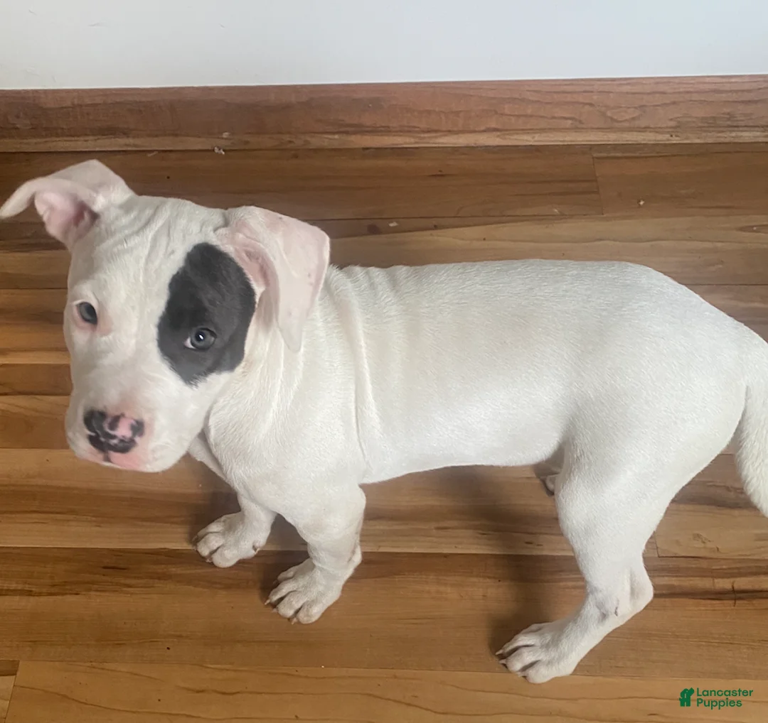 American Pit Bull Terrier dogs for sale: Purdy - Ad 1