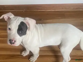 American Pit Bull Terrier dogs Purdy - Ad 2