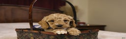 Goldendoodle dogs for sale: Charlie - Ad 9