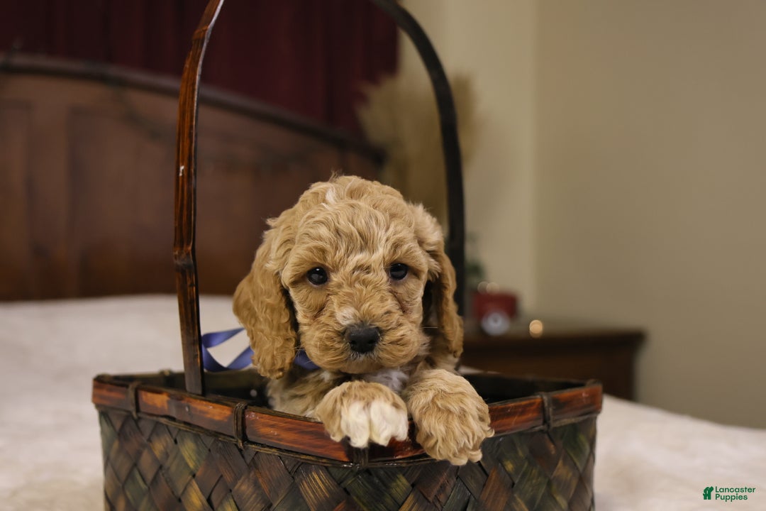 Goldendoodle dogs for sale: Charlie - Ad 9