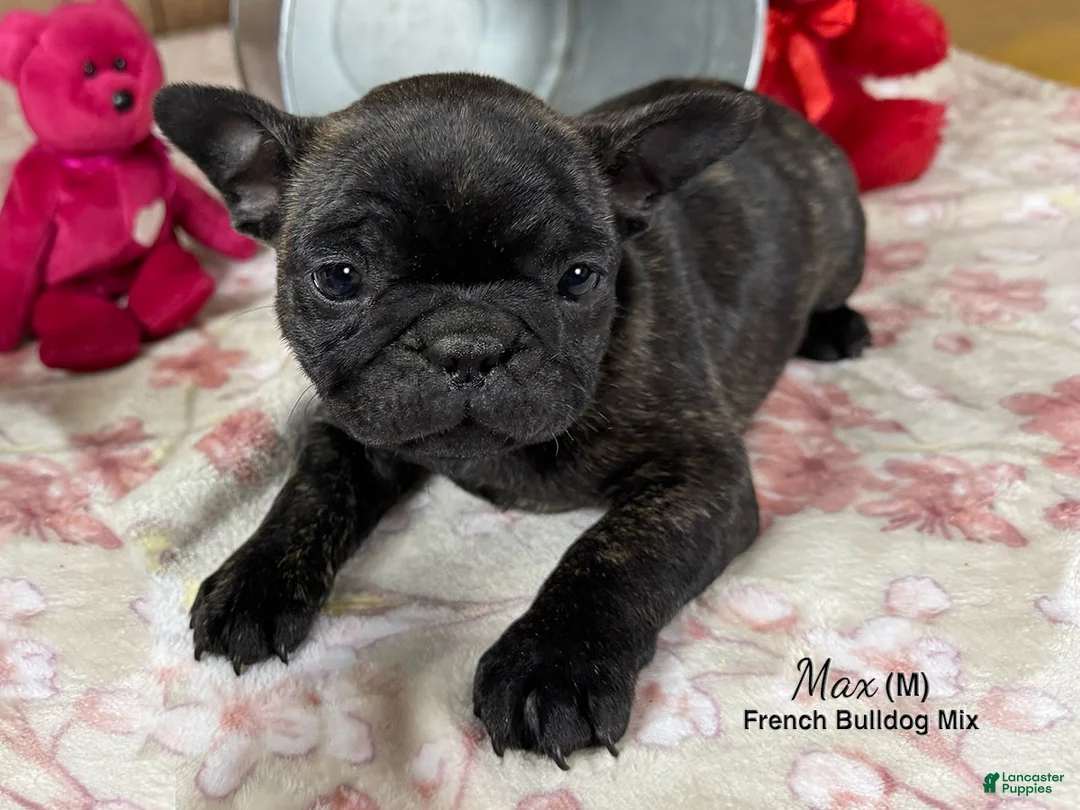 Mixed Breed dogs for sale: Max - Ad 3