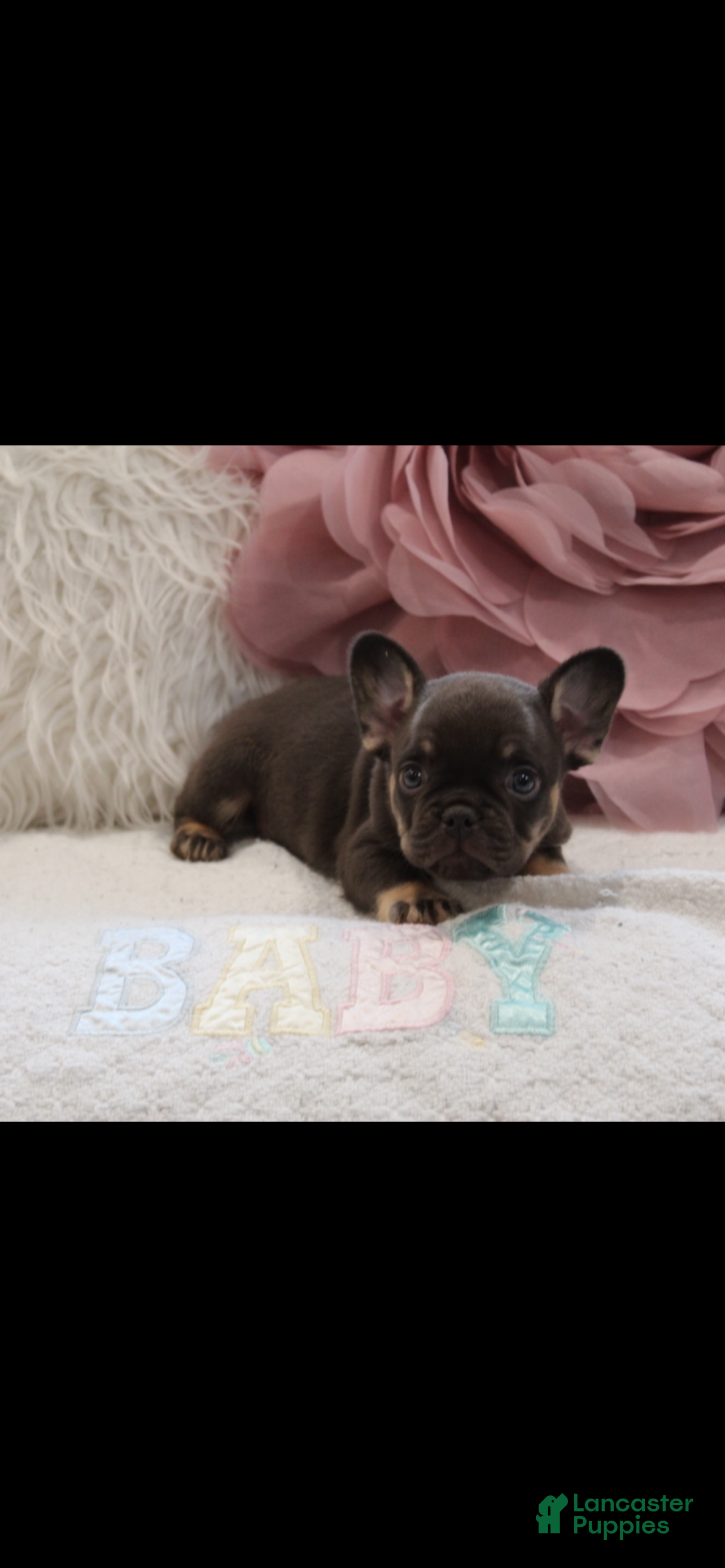 French Bulldog dogs French Bulldog  - Ad 2