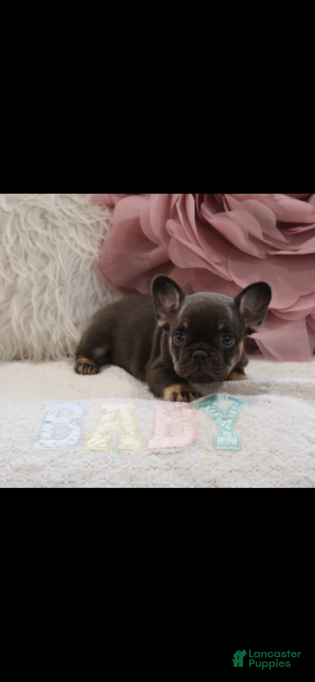 French Bulldog dogs for sale: French Bulldog  - Ad 2