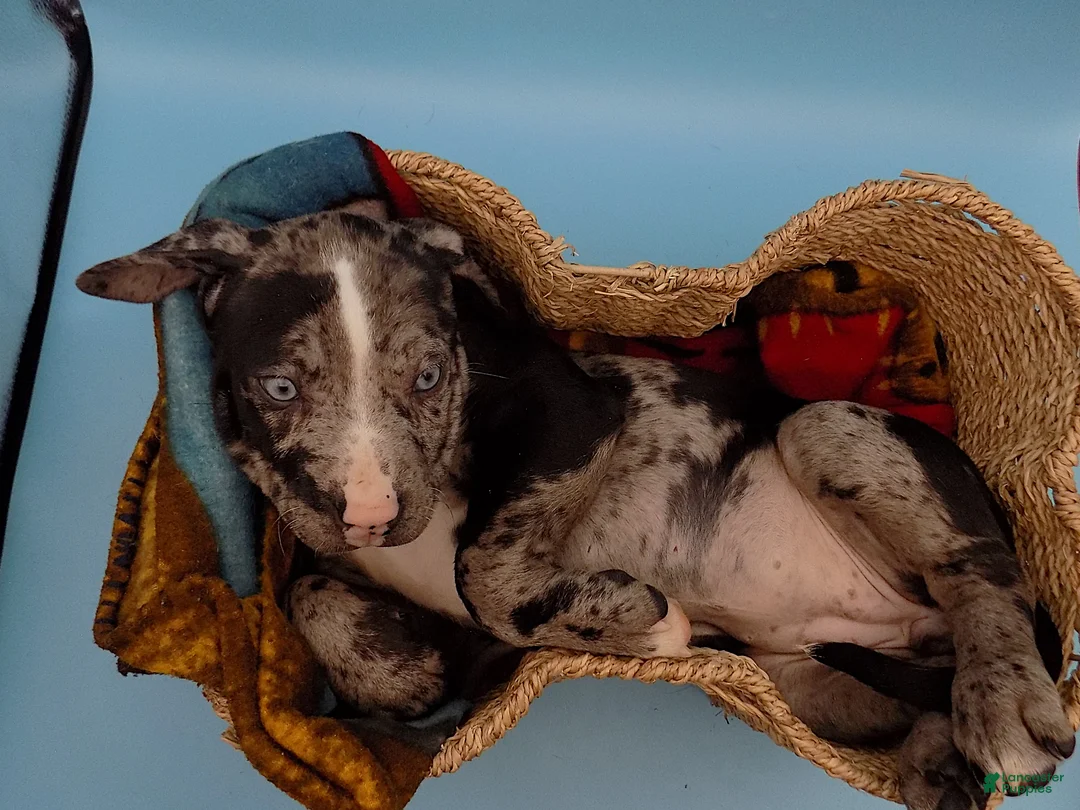 Mixed Breed dogs for sale: Minnie Mouse - Ad 11