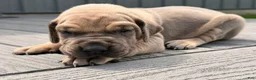 Great Dane dogs for sale: Sunshine  - Ad 3