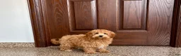 Havapoo dogs for sale: Havapoo Puppy 3 - Ad 8