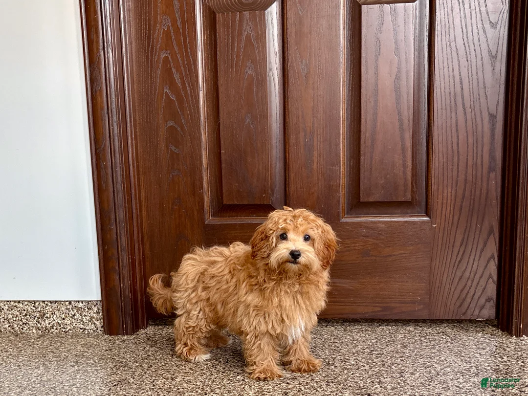 Havapoo dogs for sale: Havapoo Puppy 3 - Ad 8