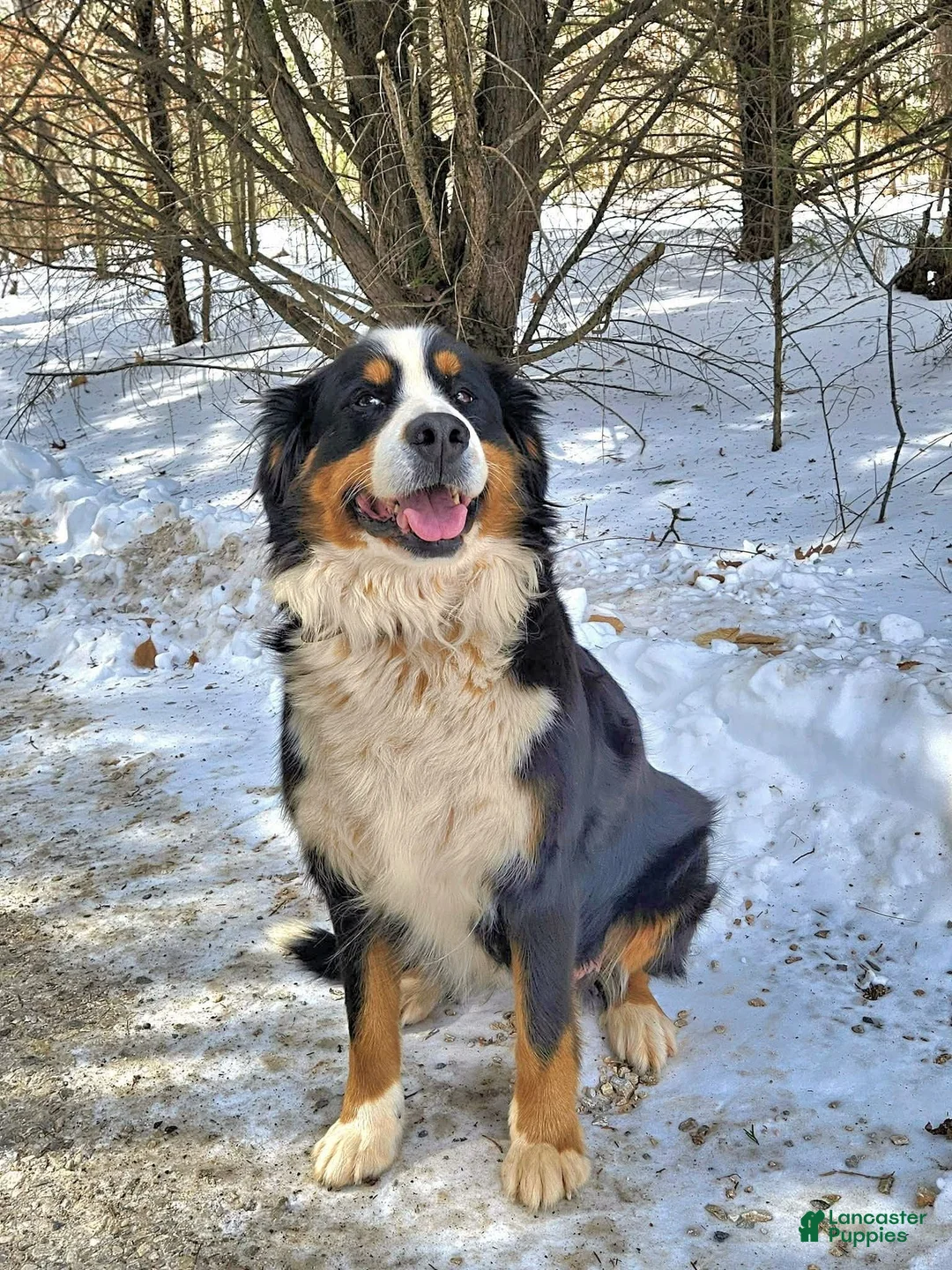 Miniature Bernese Mountain Dog dogs for sale: Rare super tiny princess  - Ad 2