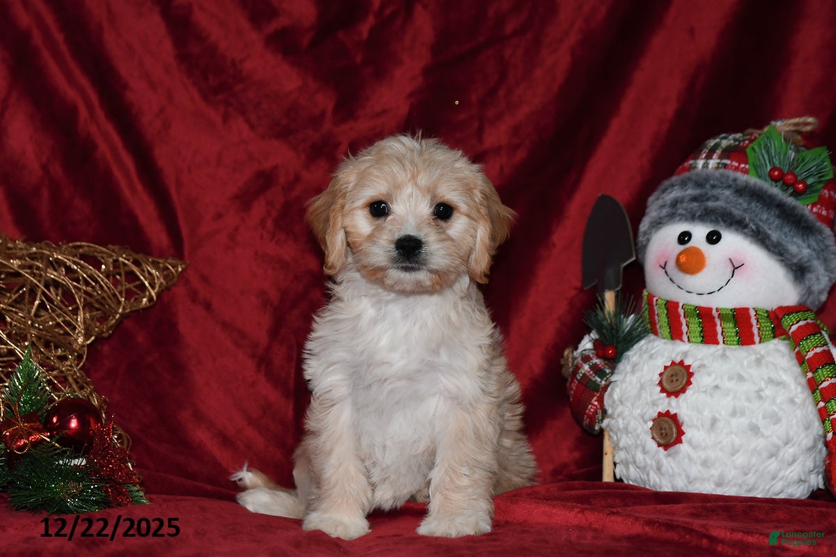 Cavachon dogs Anika Faith - Ad 2