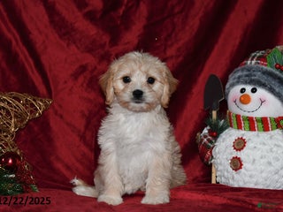 Cavachon dogs Anika Faith - Ad 2
