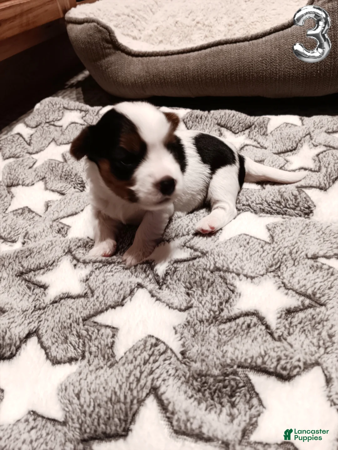 Mixed Breed dogs for sale: #3 Parti-Biewer Yorkshire Terrier Male - Ad 2