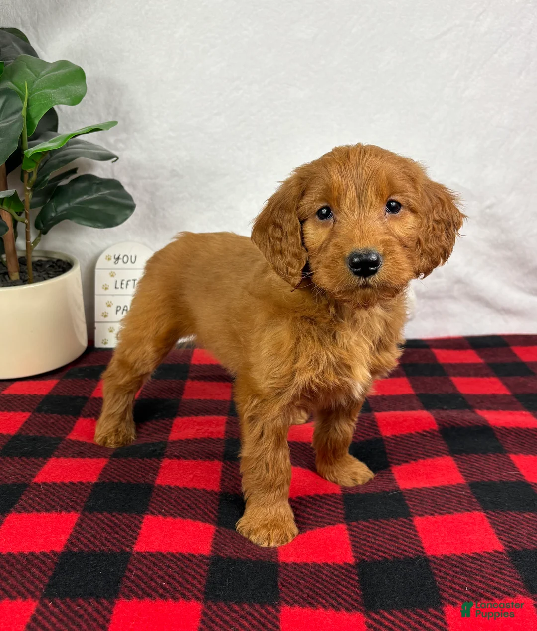 Mini Goldendoodle dogs for sale: Gala - Ad 3