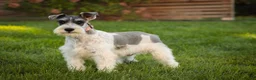 Miniature Schnauzer dogs for sale: Quinn Miniature Schnauzer (crate and leash Trained) - Ad 5
