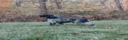 Cocker Spaniel dogs for sale: Emmet - Ad 8