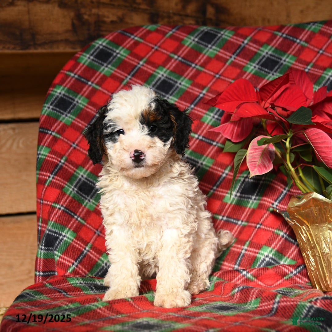 Mini Bernedoodle dogs for sale: Lolly - Ad 2