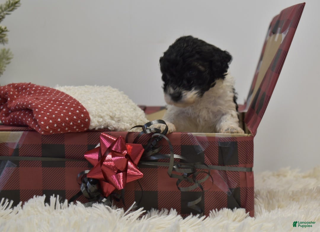 Miniature Poodle dogs for sale: Mylah - Ad 11