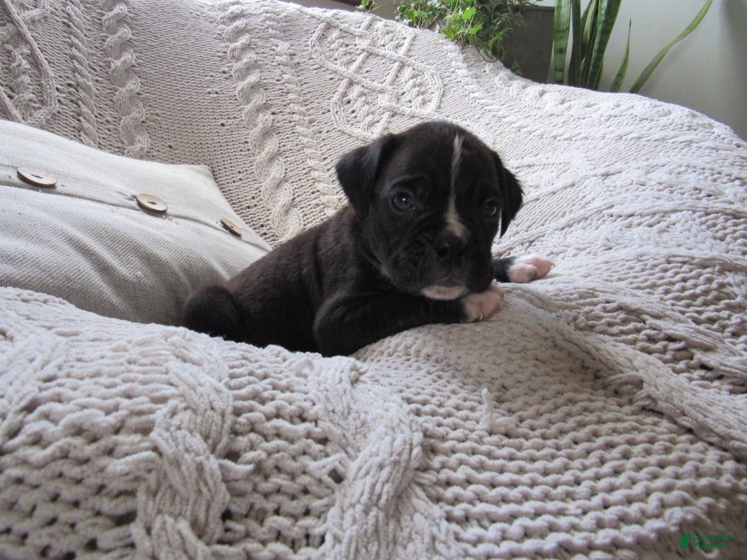 Boxer dogs for sale: Parker - Ad 1