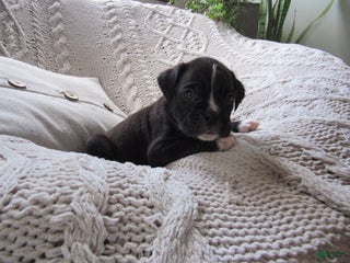 Boxer dogs for sale: Parker - Ad 4