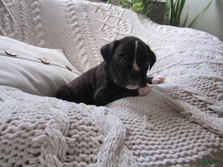 Boxer dogs Parker - Ad 18