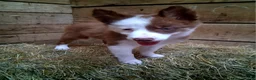 Border Collie dogs for sale: Border Collie 2 - Ad 5