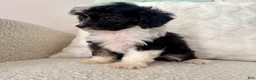 Mini Aussiedoodle dogs for sale: Garth - Ad 3