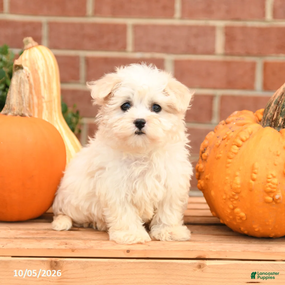 Maltipoo dogs for sale: Flora   - Ad 1