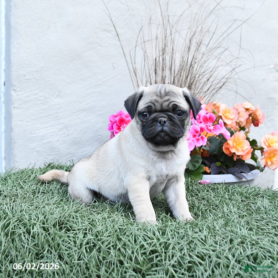Pug dogs for sale: Pokey - Ad 1
