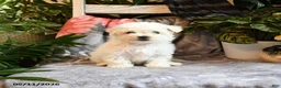 Bichon Frise dogs for sale: Apricot - Ad 3