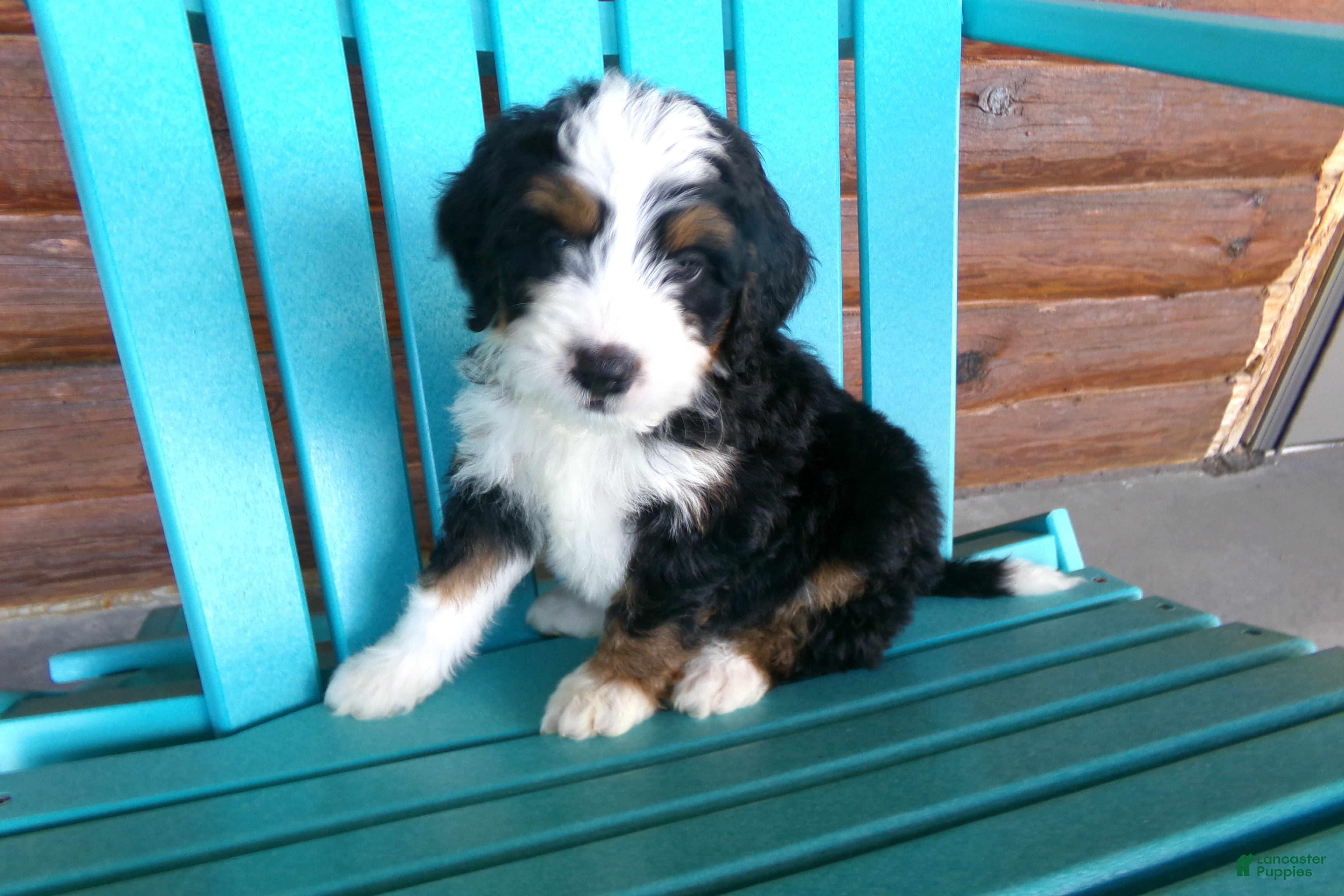 Mini Bernedoodle dogs Blake - Ad 2