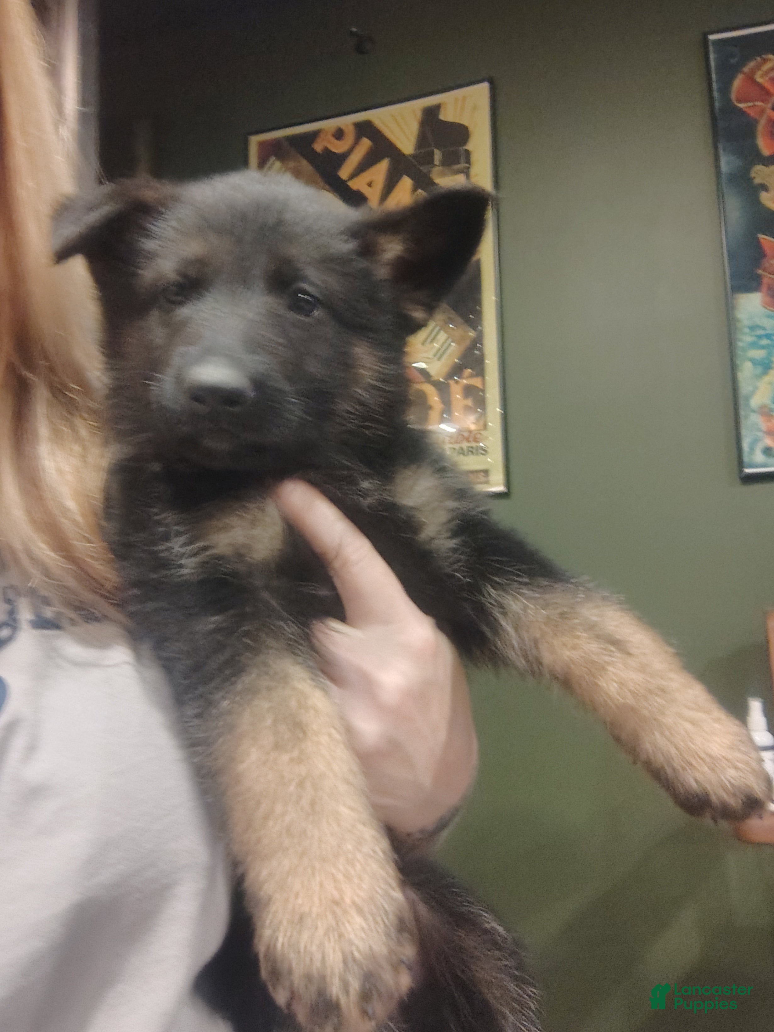 German Shepherd dogs Stella - Ad 36