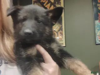 German Shepherd dogs Stella - Ad 36