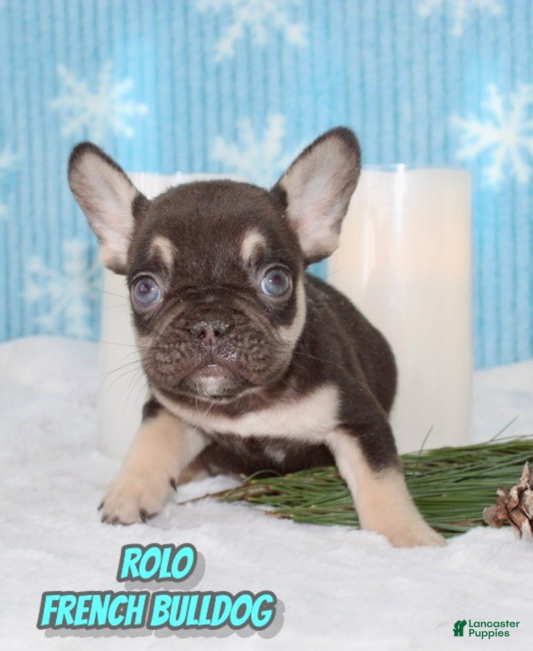 French Bulldog dogs for sale: Rolo - Ad 1