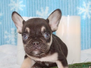 French Bulldog dogs Rolo - Ad 30